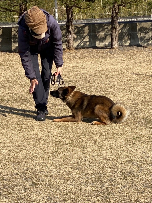 高松市川西警察犬訓練所トレーニング風景