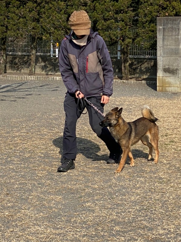 高松市川西警察犬訓練所トレーニング風景初歩訓練