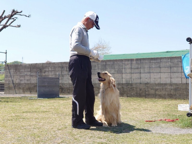 高松市川西警察犬訓練所選別訓練